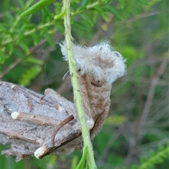Metura elongatus at Copmanhurst, NSW - suppressed