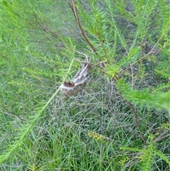 Metura elongatus at Copmanhurst, NSW - suppressed