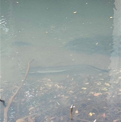 Anguilla australis (Short Finned Eel) at Bangalow, NSW - 6 Sep 2025 by LauraBailey