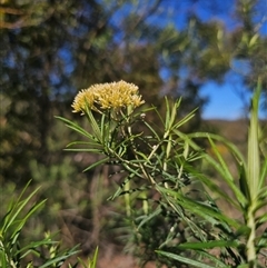 Cassinia longifolia (Shiny Cassinia, Cauliflower Bush) at Captains Flat, NSW - 6 Sep 2025 by Csteele4
