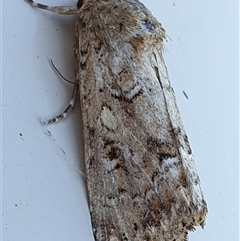 Spodoptera umbraculata (A Noctuid moth (Acronictinae)) by MazzV