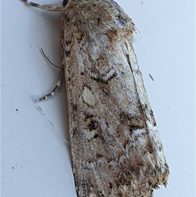 Spodoptera umbraculata (A Noctuid moth (Acronictinae)) at  - suppressed by MazzV