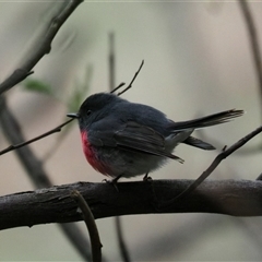 Petroica rosea (Rose Robin) at Latham, ACT - 2 Sep 2025 by Caric