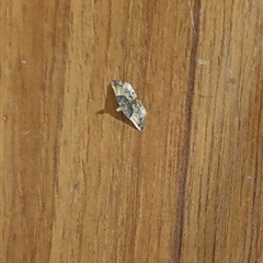 Pyralis farinalis (Meal Moth (Pyralinae) at Copmanhurst, NSW - 13 Mar 2025 by MazzV