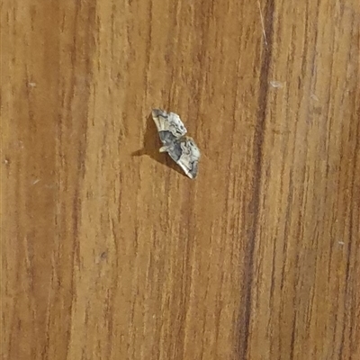 Pyralis farinalis (Meal Moth (Pyralinae) at Copmanhurst, NSW - 13 Mar 2025 by MazzV
