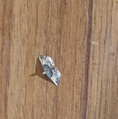 Pyralis farinalis at suppressed - suppressed