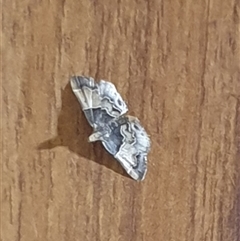 Pyralis farinalis at suppressed - suppressed