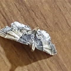 Pyralis farinalis at suppressed - suppressed