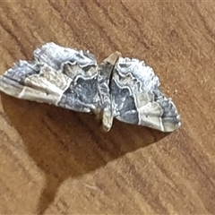 Pyralis farinalis at suppressed - suppressed