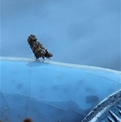 Psychidae (family) IMMATURE (Unidentified case moth or bagworm) at Copmanhurst, NSW - 14 Mar 2025 by MazzV
