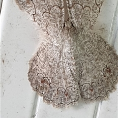 Pingasa cinerea (Tan-spotted Grey) by MazzV