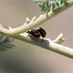 Alticini (tribe) at Bandiana, VIC - 6 Sep 2025 by KylieWaldon