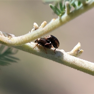 Alticini (tribe) at Bandiana, VIC - 6 Sep 2025 by KylieWaldon