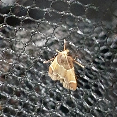 Pyralis farinalis (Meal Moth (Pyralinae) at  - suppressed by MazzV
