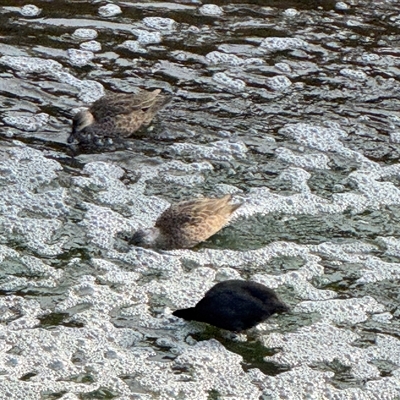 Anas gracilis (Grey Teal) at North Adelaide, SA - 2 Sep 2025 by AndyRussell
