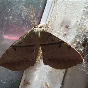 Chelepteryx chalepteryx (White-stemmed Wattle Moth) by MazzV