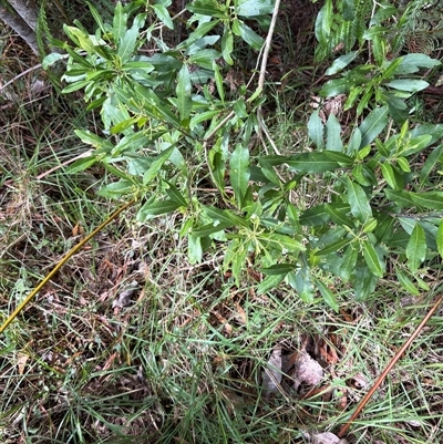 Duboisia myoporoides (Corkwood, Eye-opening Tree) at Caparra, NSW - 6 Sep 2025 by maznee