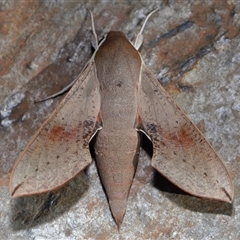 Hippotion scrofa (Coprosma Hawk Moth) at Parkes, ACT - 6 Sep 2025 by TimL
