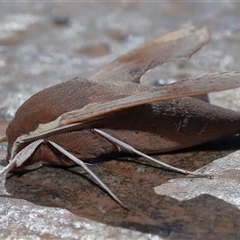 Hippotion scrofa at Parkes, ACT - 6 Sep 2025 11:28 AM