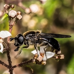 Syrphidae (family) at Acton, ACT - 5 Sep 2025 by Roger