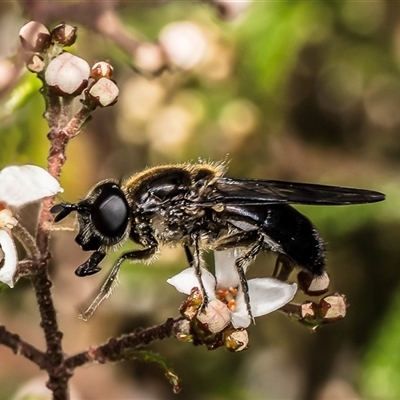 Syrphidae (family) at Acton, ACT - 5 Sep 2025 by Roger