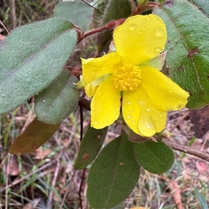 Hibbertia dentata (Twining Guinea Flower) at Caparra, NSW - 6 Sep 2025 by maznee