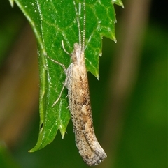 Plutella (genus) (Plutella Moths) at Downer, ACT - 6 Sep 2025 by RobertD