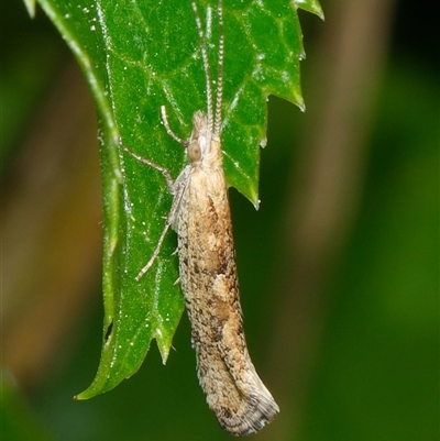 Plutella (genus) (Plutella Moths) at Downer, ACT - 6 Sep 2025 by RobertD