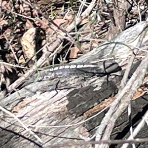 Amphibolurus muricatus (Jacky Lizard) at Acton, ACT - 6 Sep 2025 by Lisa.Jok