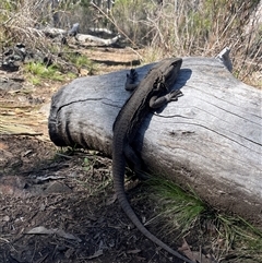 Pogona barbata (Eastern Bearded Dragon) at Acton, ACT - 6 Sep 2025 by Lisa.Jok