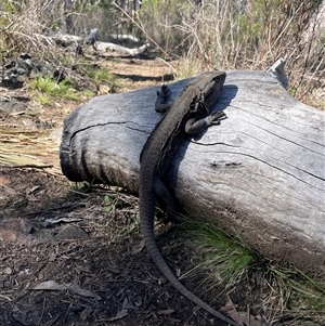 Pogona barbata (Eastern Bearded Dragon) at Acton, ACT - 6 Sep 2025 by Lisa.Jok