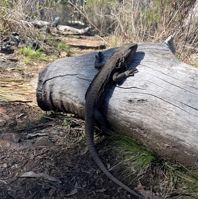 Pogona barbata (Eastern Bearded Dragon) at Acton, ACT - 6 Sep 2025 by Lisa.Jok