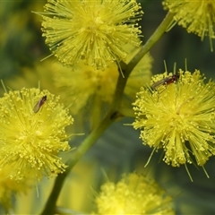 Mycetophilidae (family) (A fungus gnat) at Acton, ACT - 5 Sep 2025 by TimL
