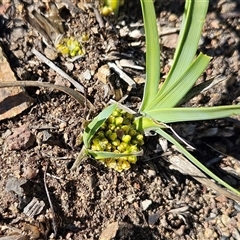 Lomandra bracteata (Small Matrush) at Hawker, ACT - 6 Sep 2025 by sangio7