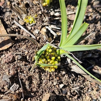 Lomandra bracteata (Small Matrush) at Hawker, ACT - 6 Sep 2025 by sangio7
