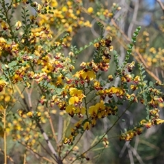 Bossiaea rhombifolia at Bargo, NSW - 6 Sep 2025 by Snows