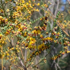 Bossiaea rhombifolia at Bargo, NSW - 6 Sep 2025 09:27 AM