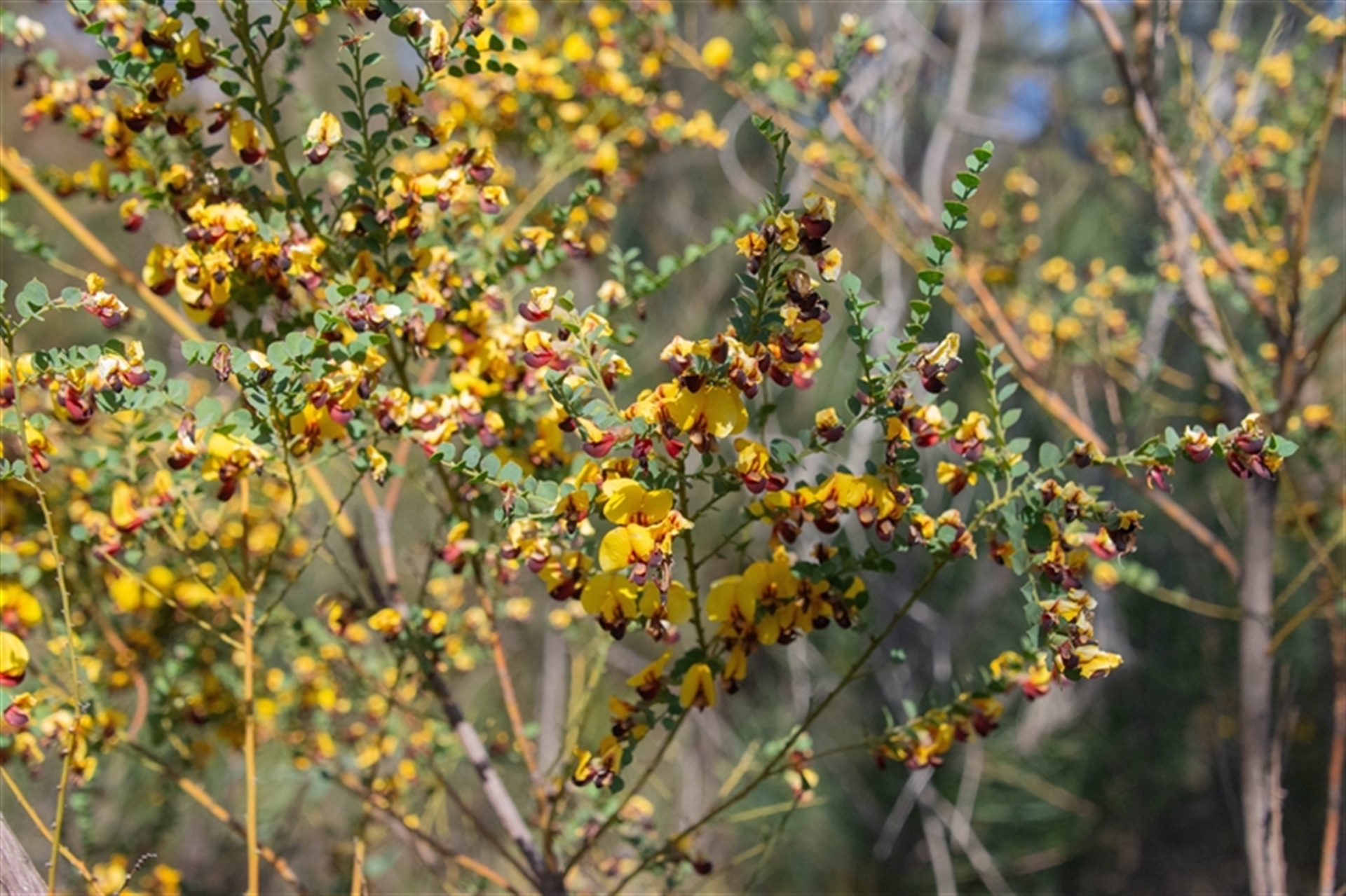 Bossiaea rhombifolia at Bargo, NSW - 6 Sep 2025 09:27 AM