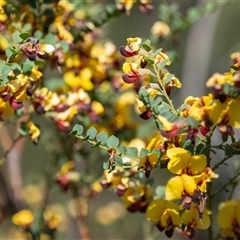 Bossiaea rhombifolia at Bargo, NSW - 6 Sep 2025 09:27 AM