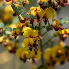 Bossiaea rhombifolia at Bargo, NSW - 6 Sep 2025 09:27 AM