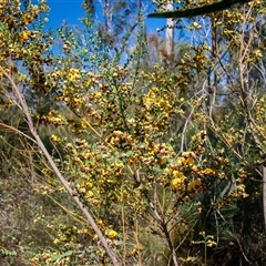 Bossiaea rhombifolia at Bargo, NSW - 6 Sep 2025 09:27 AM