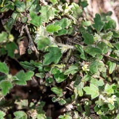 Xanthosia pilosa (Woolly Xanthosia) at Bargo, NSW - 6 Sep 2025 by Snows