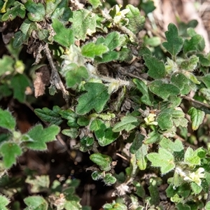 Xanthosia pilosa at Bargo, NSW - 6 Sep 2025 09:24 AM