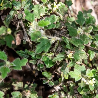 Xanthosia pilosa (Woolly Xanthosia) at Bargo, NSW - 6 Sep 2025 by Snows