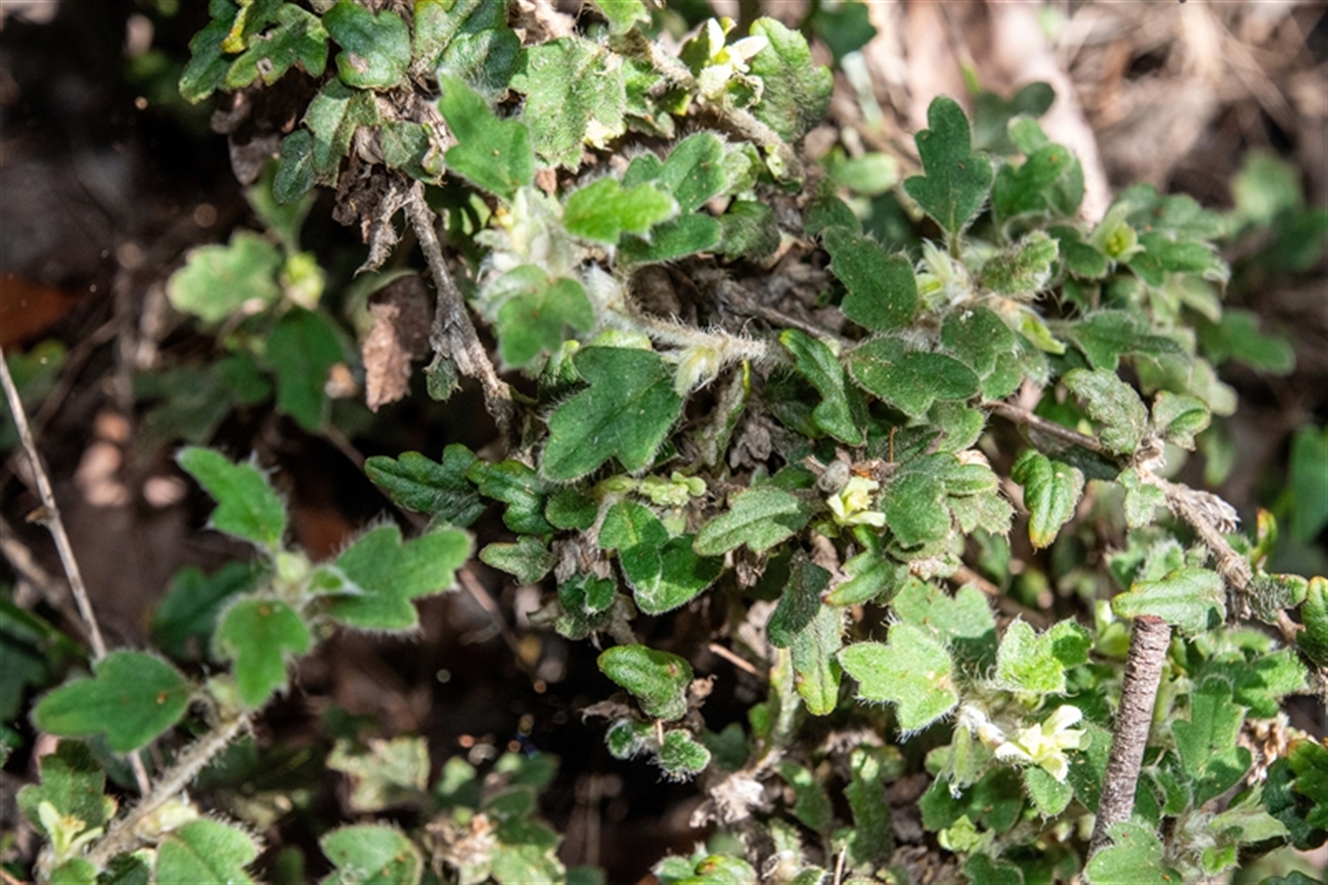Xanthosia pilosa at Bargo, NSW - 6 Sep 2025 09:24 AM
