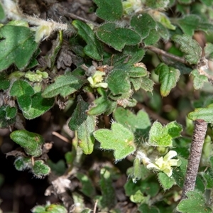 Xanthosia pilosa at Bargo, NSW - 6 Sep 2025 09:24 AM