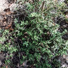 Xanthosia pilosa at Bargo, NSW - 6 Sep 2025 09:24 AM