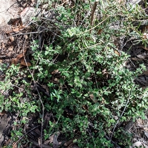 Xanthosia pilosa at Bargo, NSW - 6 Sep 2025 09:24 AM