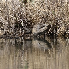 Stictonetta naevosa (Freckled Duck) at Fyshwick, ACT - 5 Sep 2025 by RodDeb