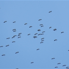 Threskiornis spinicollis (Straw-necked Ibis) at Fyshwick, ACT - 5 Sep 2025 by RodDeb